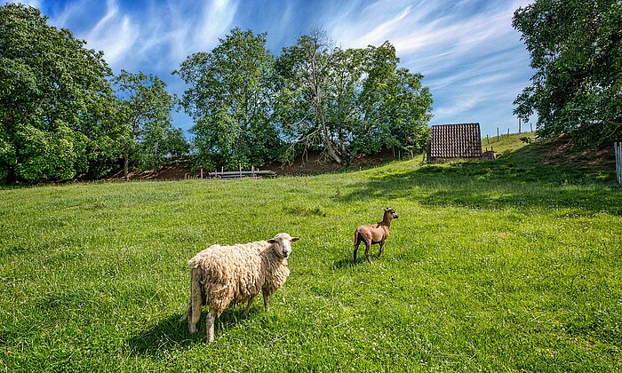 Schafe und Ziegen auf unseren Streuobstwiesen